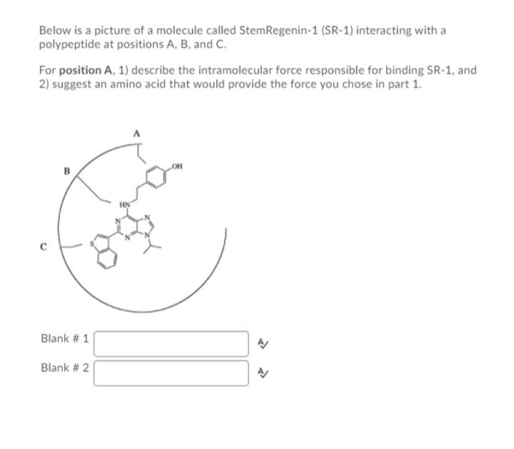Below is a picture of a molecule called StemRegenin-1 (SR-1) interacting with a
polypeptide at positions A, B, and C.
For position A, 1) describe the intramolecular force responsible for binding SR-1, and
2) suggest an amino acid that would provide the force you chose in part 1.
B
Blank # 1
Blank # 2

