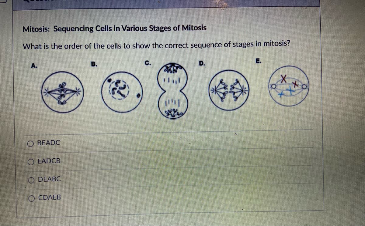 Mitosis: Sequencing Cells in Various Stages of Mitosis
What is the order of the cells to show the correct sequence of stages in mitosis?
В.
E.
O BEADC
O EADCB
O DEABC
O CDAEB
