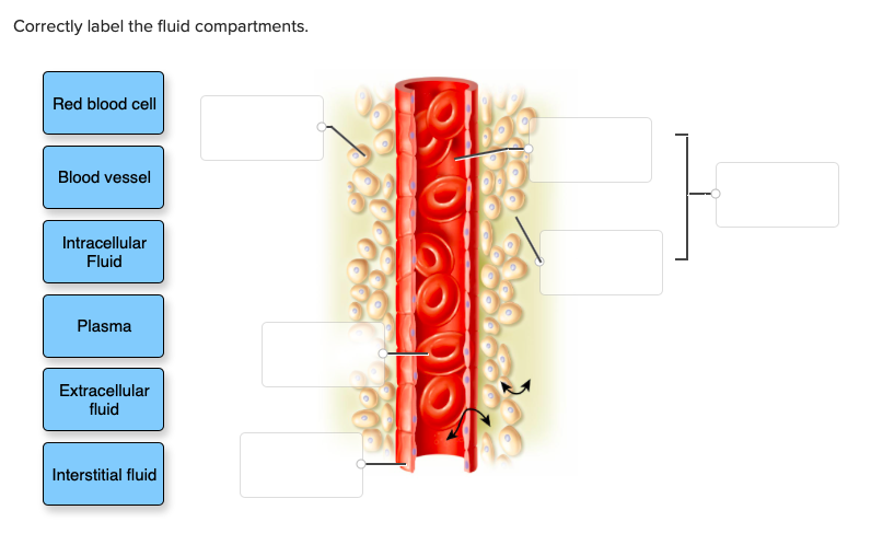 Correctly label the fluid compartments.
Red blood cell
Blood vessel
Intracellular
Fluid
Plasma
Extracellular
fluid
Interstitial fluid
