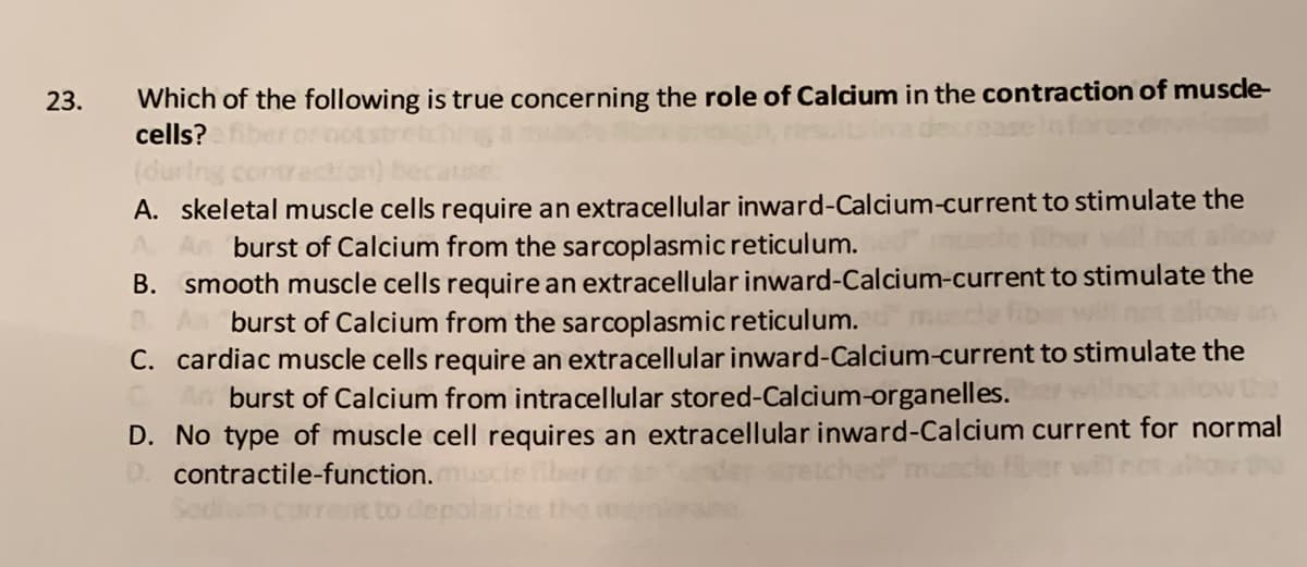 Which of the following is true concerning the role of Calcium in the contraction of muscle-
cells?
23.
A. skeletal muscle cells require an extracellular inward-Calcium-current to stimulate the
burst of Calcium from the sarcoplasmic reticulum.
B. smooth muscle cells require an extracellular inward-Calcium-current to stimulate the
burst of Calcium from the sarcoplasmic reticulum.
C. cardiac muscle cells require an extracellular inward-Calcium-current to stimulate the
An burst of Calcium from intracellular stored-Calcium-organelles.
D. No type of muscle cell requires an extracellular inward-Calcium current for normal
contractile-function.
