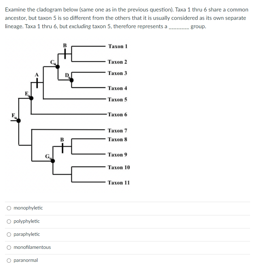 Examine the cladogram below (same one as in the previous question). Taxa 1 thru 6 share a common
ancestor, but taxon 5 is so different from the others that it is usually considered as its own separate
lineage. Taxa 1 thru 6, but excluding taxon 5, therefore represents a
group.
B
Тахоn 1
Тахоn 2
Taxon 3
Тахоn 4
Taxon 5
-Тахоn 6
Тахоn 7
B
Тахоn 8
Тахоn 9
Тахоn 10
Taxon 11
O monophyletic
polyphyletic
O paraphyletic
monofilamentous
O paranormal
