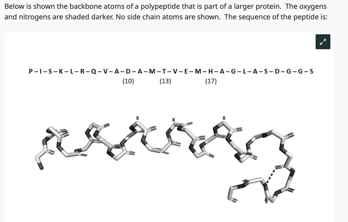 Below is shown the backbone atoms of a polypeptide that is part of a larger protein. The oxygens
and nitrogens are shaded darker. No side chain atoms are shown. The sequence of the peptide is:
P-I-S-K-L-R-Q-V-A-D-A-M-T-V-E-M-H-A-G-L-A-S-D-G-G-S
(13)
(10)
X
(17)
PILOT
X