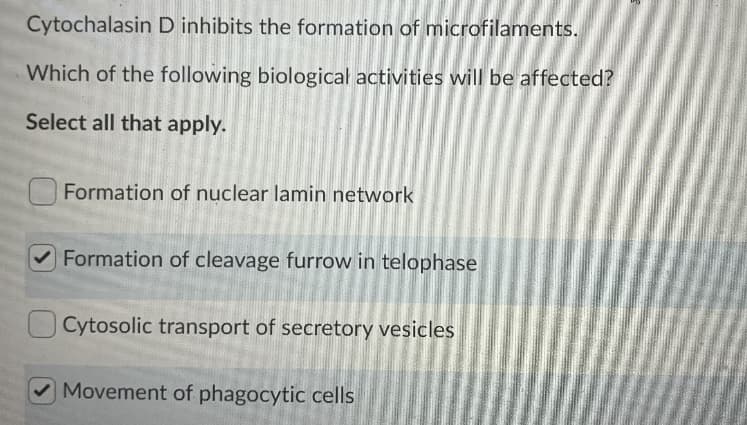 Cytochalasin D inhibits the formation of microfilaments.
Which of the following biological activities will be affected?
Select all that apply.
Formation of nuclear lamin network
Formation of cleavage furrow in telophase
U Cytosolic transport of secretory vesicles
Movement of phagocytic cells
