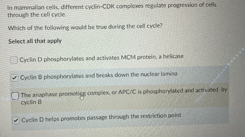 In mammalian cells, different cyclin-CDK complexes regulate progression of cells
through the cell cycle.
Which of the following would be true during the cell cycle?
Select all that apply
Cyclin D phosphorylates and activates MCM protein, a helicase
Cyclin B phosphorylates and breaks down the nuclear lamina
OThe anaphase promoting complex, or APC/C is phosphorylated and activated by
cyclin B
Cyclin D helps promotes passage through the restriction point
