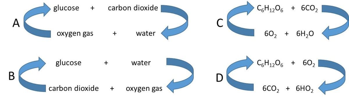 glucose
carbon dioxide
C6H1206 + 6CO2
А
C
oxygen gas
water
602 + 6H,0
glucose
water
CH1206 + 602
В
D
carbon dioxide
oxygen gas
6CO2 + 6HO2
