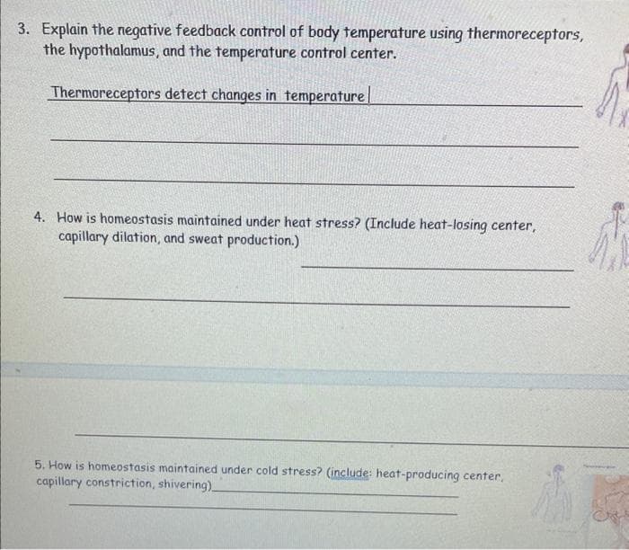 3. Explain the negative feedback control of body temperature using thermoreceptors,
the hypothalamus, and the temperature control center.
Thermoreceptors detect changes in temperature
4. How is homeostasis maintained under heat stress? (Include heat-losing center,
capillary dilation, and sweat production.)
5. How is homeostasis maintained under cold stress? (include: heat-producing center,
capillary constriction, shivering)
A