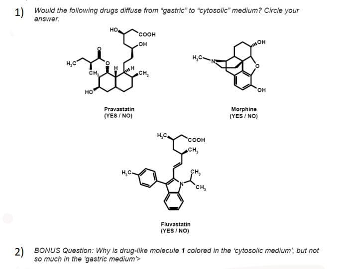 1) Would the following drugs diffuse from "gastric" to "cytosolic" medium? Circle your
answer.
H₂C
CH₂
HO
но,
110 H
Pravastatin
(YES/NO)
H₂C
COOH
.OH
CH,
н.с.
H₂C-
COOH
CH₂
Fluvastatin
(YES/NO)
CH₂
CH₂
11OH
OH
Morphine
(YES/NO)
2) BONUS Question: Why is drug-like molecule 1 colored in the cytosolic medium', but not
so much in the 'gastric medium'>