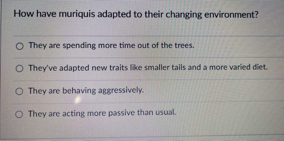 How have muriquis adapted to their changing environment?
O They are spending more time out of the trees.
O They've adapted new traits like smaller tails and a more varied diet.
O They are behaving aggressively.
O They are acting more passive than usual.
