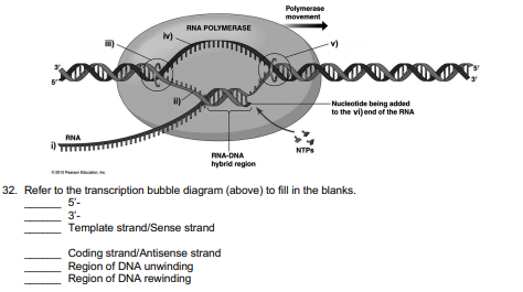 Polymerase
movement
RNA POLYMERASE
-Nucleotide being added
to the vijend of the RNA
RNA
NTPS
RNA-DNA
hybrid region
32. Refer to the transcription bubble diagram (above) to fill in the blanks.
5'-
3'-
Template strand/Sense strand
Coding strand/Antisense strand
Region of DNA unwinding
Region of DNA rewinding
