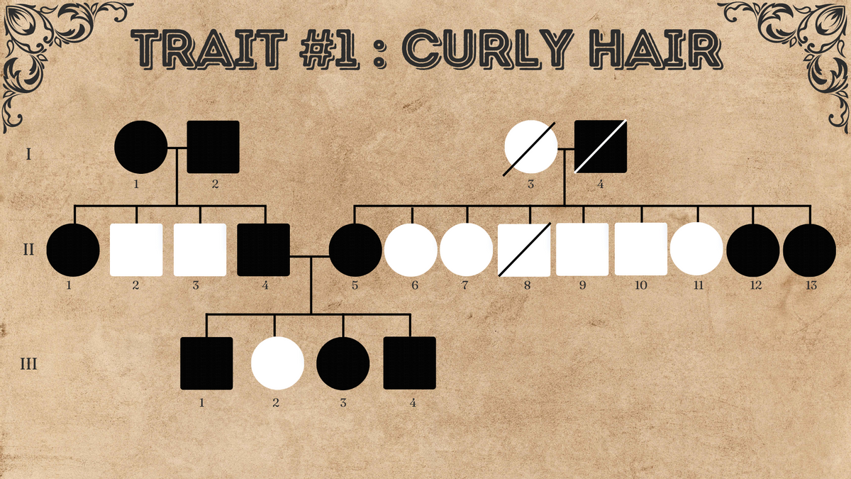 TRAIT #1: CURLY HAIR
3.
II
1
3
6.
7.
8.
6.
10
11
12
13
III
1
3
4
