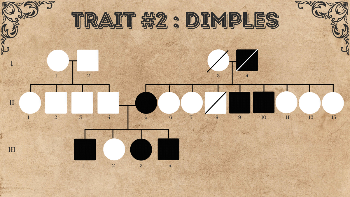 TRAIT #2: DIMPLES
3.
II
1
3
6.
7.
8.
6.
10
11
12
13
III
1
3
4
20
