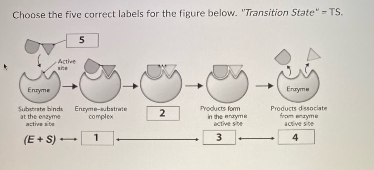 Choose the five correct labels for the figure below. "Transition State" = TS.
Enzyme
Active
site
5
Substrate binds
at the enzyme
active site
(E+S)→ 1
Enzyme-substrate
complex
2
Products form
in the enzyme
active site
3
-
Enzyme
Products dissociate
from enzyme
active site
4