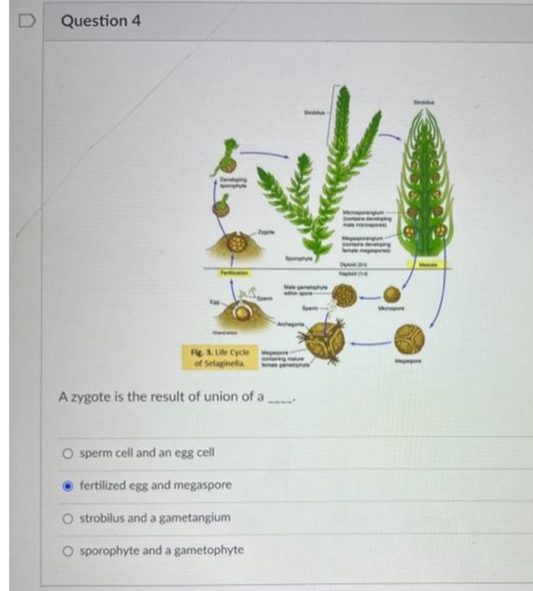 Question 4
M
fem
Mon
Fig 3, Life Cycle
of Selaginella
Me
A zygote is the result of union of a
sperm cell and an egg cell
fertilized egg and megaspore
O strobilus and a gametangium
O sporophyte and a gametophyte
