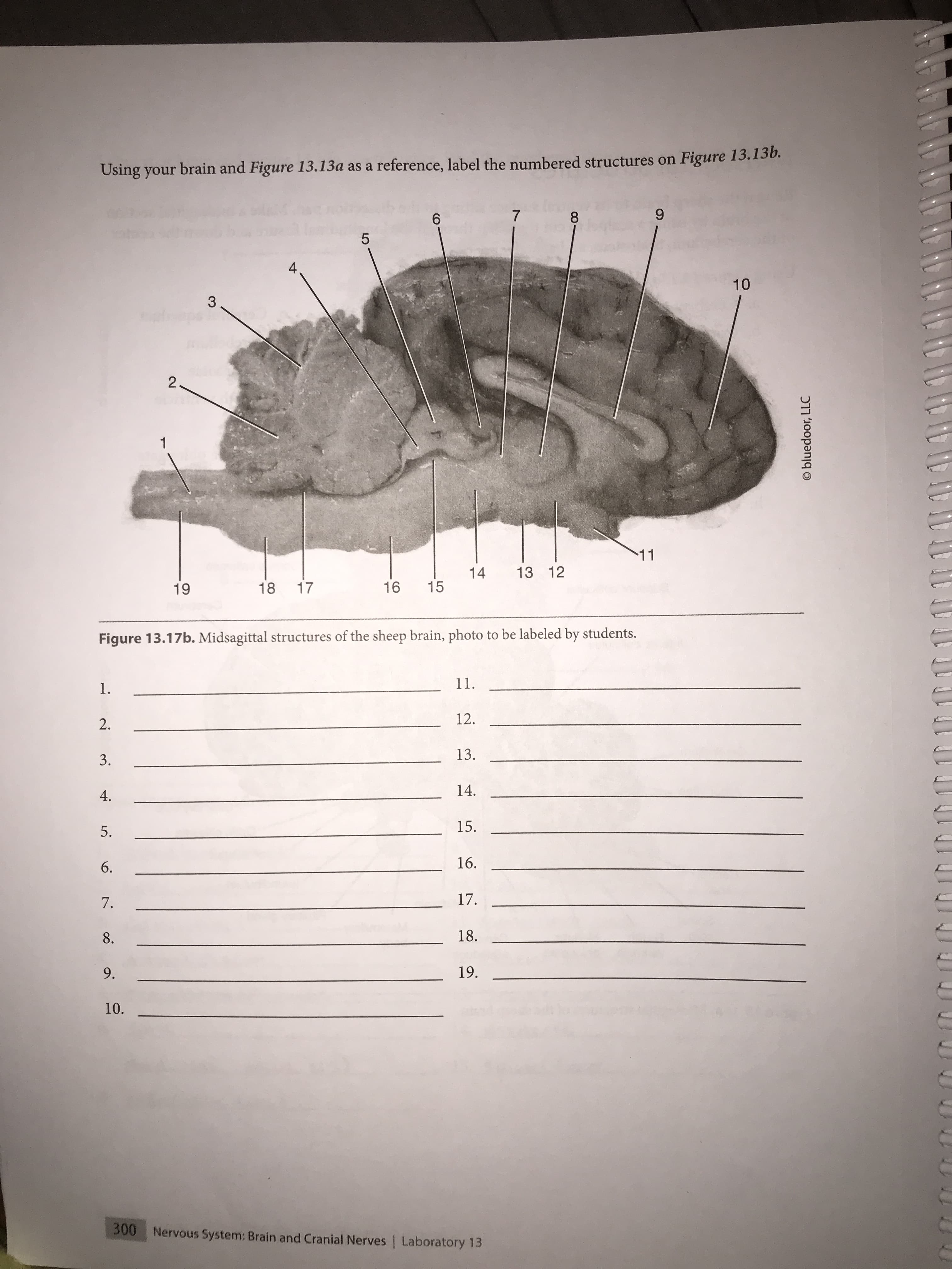 Using your brain and Figure 13.13a as a reference, label the numbered structures on Figure 13.136.
6.
5
10
3
1
11
14
13 12
19
18
17
16
15
Figure 13.17b. Midsagittal structures of the sheep brain, photo to be labeled by students.
11.
12.
3.
13.
4.
14.
5.
15.
6.
16.
7.
17.
8.
18.
9.
19.
10.
300
Nervous System: Brain and Cranial Nerves | Laboratory 13
© bluedoor, LLC
2.
1.
2.
