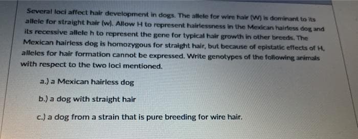 Several loci affect hair development in dogs. The allele for wire hair (W) is dominant to Its
allele for straight hair (w). Allow H to represent hairlessness in the Mexican hairless dog and
its recessive allele h to represent the gene for typical hair growth in other breeds. The
Mexican hairless dog is homozygous for straight hair, but because of epistatic effects of H,
alleles for hair formation cannot be expressed. Write genotypes of the following animals
with respect to the two loci mentioned.
a.) a Mexican hairless dog
b.) a dog with straight hair
c.) a dog from a strain that is pure breeding for wire hair.

