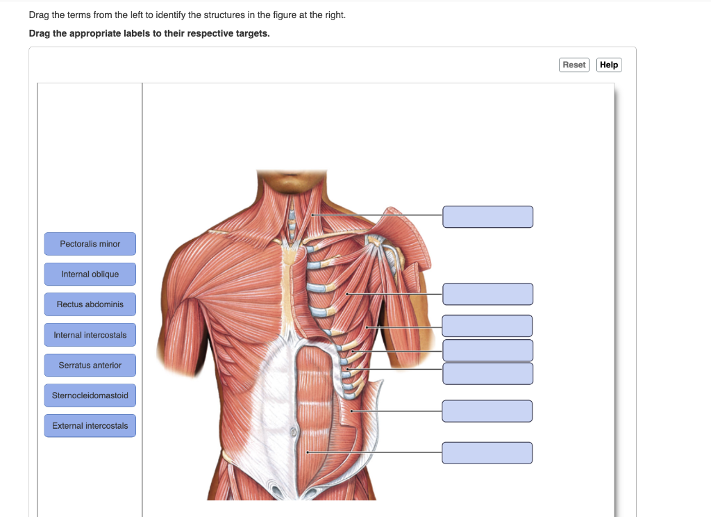Drag the terms from the left to identify the structures in the figure at the right.
Drag the appropriate labels to their respective targets.
Pectoralis minor
Internal oblique
Rectus abdominis
Internal intercostals
Serratus anterior
Sternocleidomastoid
External intercostals
Reset Help