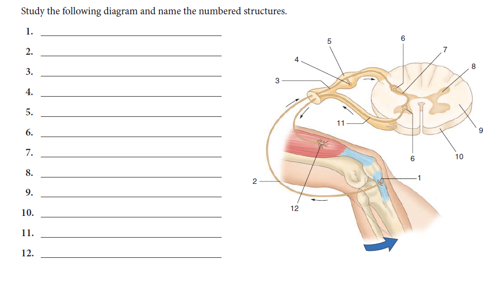 Study the following diagram and name the numbered structures.
1.
2.
3.
4.
5.
6.
7.
8.
9.
10.
11.
12.
2
3
12
tw
11
6
10
8
9