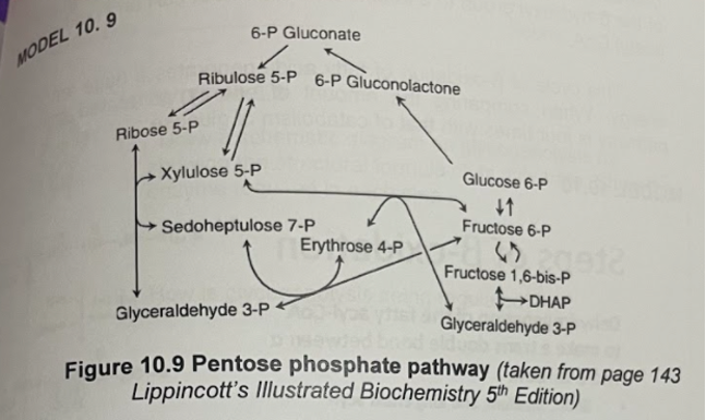 6-P Gluconate
Ribulose 5-P 6-P Gluconolactone
11
Xylulose 5-P
Glucose 6-P
+1
Fructose 6-P
Sedoheptulose 7-P
Erythrose 4-P
0912
Fructose 1,6-bis-P
DHAP
Glyceraldehyde 3-P
Glyceraldehyde 3-P
Figure 10.9 Pentose phosphate pathway (taken from page 143
Lippincott's Illustrated Biochemistry 5th Edition)
MODEL 10. 9
Ribose 5-P