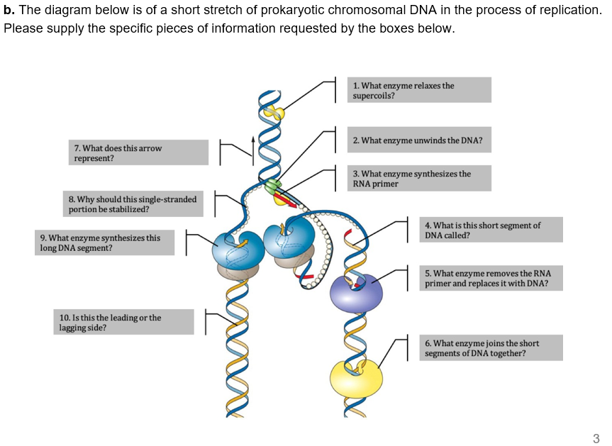b. The diagram below is of a short stretch of prokaryotic chromosomal DNA in the process of replication.
Please supply the specific pieces of information requested by the boxes below.
1. What enzyme relaxes the
supercoils?
2. What enzyme unwinds the DNA?
7. What does this arrow
represent?
3. What enzyme synthesizes the
RNA primer
8. Why should this single-stranded
portion be stabilized?
4. What is this short segment of
DNA called?
9. What enzyme synthesizes this
long DNA segment?
5. What enzyme removes the RNA
primer and replaces it with DNA?
10. Is this the leading or the
lagging side?
6. What enzyme joins the short
segments of DNA together?
3
