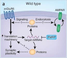 a
Wild type
mGluR5
AMPAR
Signaling
?----
Endocytosis
Proteins
Translation
viN -FMRP
Target mRNAS
machinery
Synaptic
plasticity
Proteins
