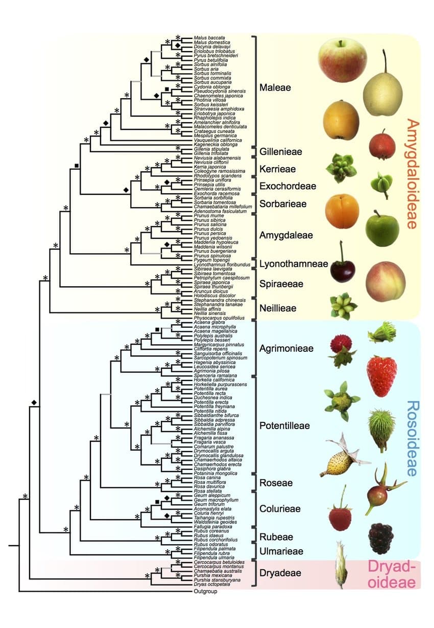 *
*
*
*
*
*,
*₂
**
Malus baccata
Malus domestica
Docynia delavayi
Eriolobus trilobatus
Pyrus bretschneideri
Pyrus betulifolia
Sorbus alnifolia
Sorbus aria
Sorbus torminalis
Sorbus commixta
Sorbus aucuparia
Cydonia oblonga
Pseudocydonia sinensis
Chaenomeles japonica
Photinia villosa
Sorbus keissleri
Stranvaesia amphidoxa
Eriobotrya japonica
Rhaphiólepis indica
Amelanchier alnifolira
Malacomeles denticulata
Crataegus cuneata
Mespilus germanica
Vauquelinia californica
Kageneckia oblonga
Gillenia stipulata
Gillenia trifoliata
Neviusia alabamensis
Neviusia cliftoni
Kemia japonica
Coleogyne ramosissima
Rhodotypos scandens
Prinsepia uniflora
Prinsepia utilis
Oemléria cerasiformis
Exochorda racemosa
Sorbaria sorbifolia
Sorbaria tomentosa
Chamaebatiaria millefolium
Adenostoma fasiculatum
Prunus mume
Prunus sibirica
Prunus salicina
Prunus dulcis
Prunus persica
Prunus yedoensis
Maddenia hypoleuca
Maddenia wilsonii
Prunus buergeriana
Prunus spinulosa
Pygeum topeng
Lyonothamnus floribundus Lyonothamneae
Sibiraea laevigata
Sibiraea tomentosa
Petrophytum caespitosum
Spiraeeae
Spiraea japonica
Spiraea thunbergii
Aruncus dioicus
Holodiscus discolor
Stephanandra chinensis
Stephanandra tanakae
Nellia affinis
Neillia sinensis
Physocarpus opulifolius
Acaena glabra
Acaena microphylla
Acaena magellanica
Polylepis australis
Polylepis besseri
Margyricarpus pinnatus
Cliffortia repens
Sanguisorba officinalis
Sarcopoterium spinosum
Hagenia abyssinica
Leucosidea sericea
Agnmonia pilosa
Spenceria ramalana
Horkelia californica
Horkeliella purpurascens
Potentilla aurea
Potentilla recta
Duchesnea indica
Potentilla erecta
Potentilla freyniana
Potentilla nitida
Sibbaldianthe bifurca
Sibbaldia adpressa
Sibbaldia parviflora
Alchemilla alpina
Alchemilla fissa
Fragaria ananassa
Fragaria vesca
Comarum palustre
Drymocallis arguta
Drymocallis glandulosa
Chamaerhodos altaica
Chamaerhodos erecta
Dasiphora glabra
Potaninia mongolica
Rosa canina
Rosa multiflora
Maleae
Rosa davurica
Rosa stellata
Geum aleppicum
Geum macrophyllum
Geum triforum
Acomastylis elata
Coluria henryi
Taihangia rupestris
Waldsteinia geoides
Fallugia paradoxa
Rubus coreanus
Rubus idaeus
Rubus corchorifolius
Rubus odoratus
Filipendula palmata
Filipendula rubra
Filipendula ulmaria
Cercocarpus betuloides
Cercocarpus montanus
Chamaebatia australis
Purshia mexicana
Purshia stansburyana
Dryas octopetala
Outgroup
Gillenieae
Kerrieae
Exochordeae
Sorbarieae
Amygdaleae
Neillieae
Agrimonieae
Potentilleae
Roseae
Colurieae
Rubeae
Ulmarieae
Dryadeae
Amygdaloideae
Rosoideae
Dryad-
oideae