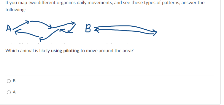 If you map two different organims daily movements, and see these types of patterns, answer the
following:
B
Which animal is likely using piloting to move around the area?
B