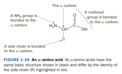 The a carbon
A NH2 group is,
bonded to the
a carbon.
A carboxyl
(group is bonded
to the a carbon.
H,N.
CH
OH
A side chain is bonded
to the a carbon.
FIGURE 1-34 An a-amino acid All a-amino acids have the
same basic structure shown in black and differ by the identity of
the side chain (R) highlighted in red.
