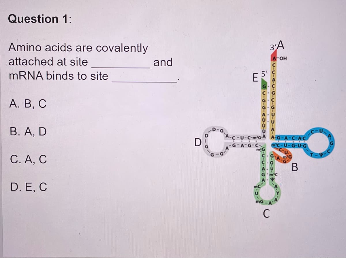 Question 1:
Amino acids are covalently
3'A
A-OH
attached at site
and
MRNA binds to site
E5
А. В, С
B. A, D
D-G
m²G-À
G-A-C-AC
D.
mC-U-G-U-G
С.А, С
В
D. E, C
mG
C
U-AGA
