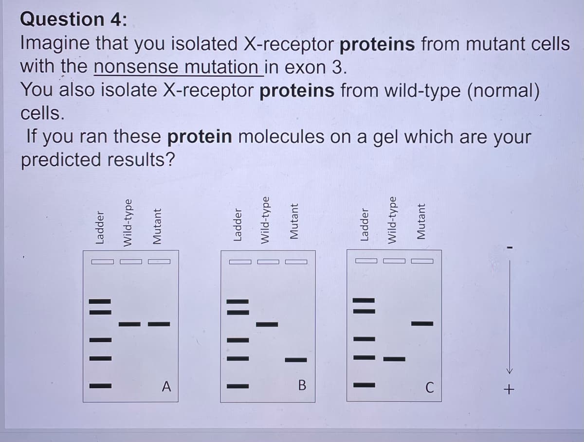 Question 4:
Imagine that you isolated X-receptor proteins from mutant cells
with the nonsense mutation in exon 3.
You also isolate X-receptor proteins from wild-type (normal)
cells.
If you ran these protein molecules on a gel which are your
predicted results?
A
В
C
Ladder
Wild-type
Mutant
Ladder
Wild-type
Mutant
Ladder
Wild-type
Mutant
