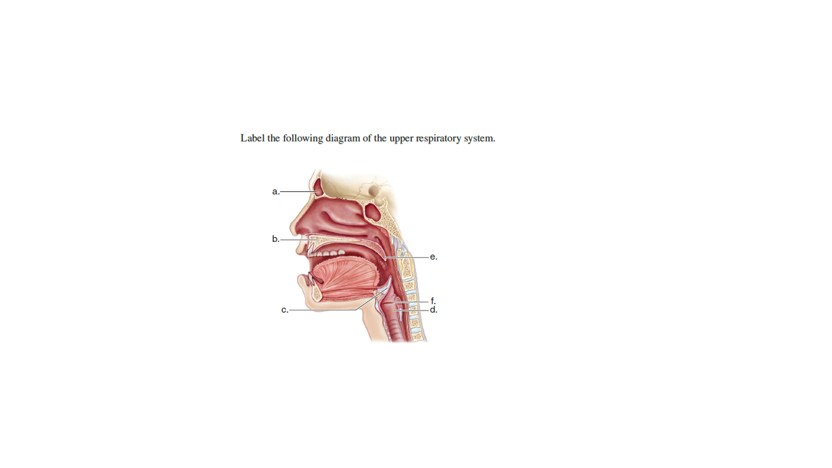 Label the following diagram of the upper respiratory system.
a.
b.
e.
