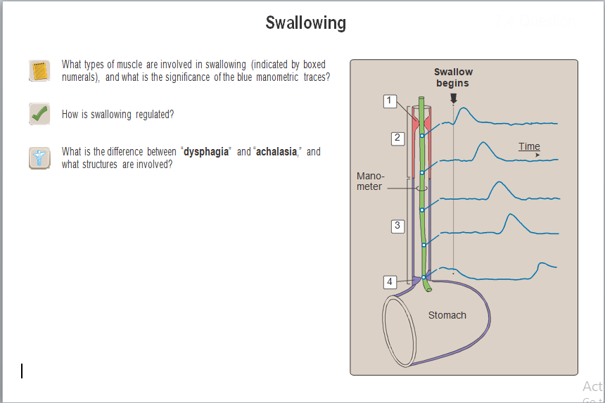 Swallowing
What types of muscle are involved in swallowing (indicated by boxed
numerals), and what is the significance of the blue manometric traces?
Swallow
begins
How is swallowing regulated?
2
Time
What is the difference between "dysphagia' and "achalasia," and
what structures are involved?
Mano-
meter
Stomach
