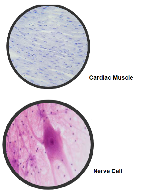 Cardiac Muscle
Nerve Cell
