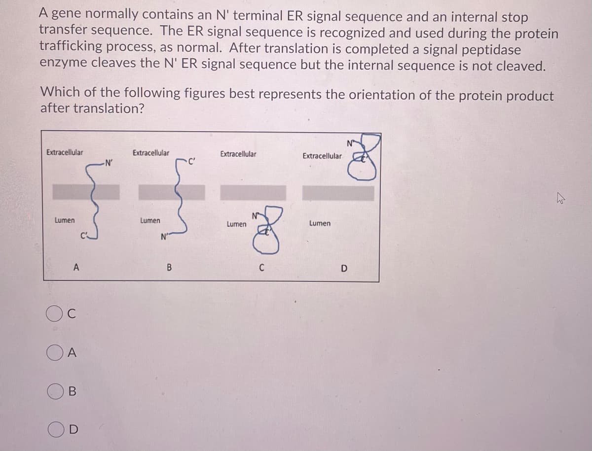 gene normally contains an N' terminal ER signal sequence and an internal stop
transfer sequence. The ER signal sequence is recognized and used during the protein
trafficking process, as normal. After translation is completed a signal peptidase
enzyme cleaves the N' ER signal sequence but the internal sequence is not cleaved.
Which of the following figures best represents the orientation of the protein product
after translation?
N
Extracellular
Extracellular
Extracellular
Extracellular
-N'
C'
N
Lumen
Lumen
Lumen
Lumen
N'
A
В
C
