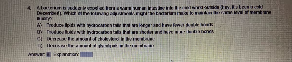 4. A bacterium is suddenly expelled from a warm human intestine into the cold world outside (hey, it's been a cold
December!). Which of the following adjustments might the bacterium make to maintain the same level of membrane
fluidity?
A) Produce lipids with hydrocarbon tails that are longer and have fewer double bonds
B)
Produce lipids with hydrocarbon tails that are shorter and have more double bonds
Decrease the amount of cholesterol in the membrane
C)
D) Decrease the amount of glycolipids in the membrane
Answer: B Explanation: