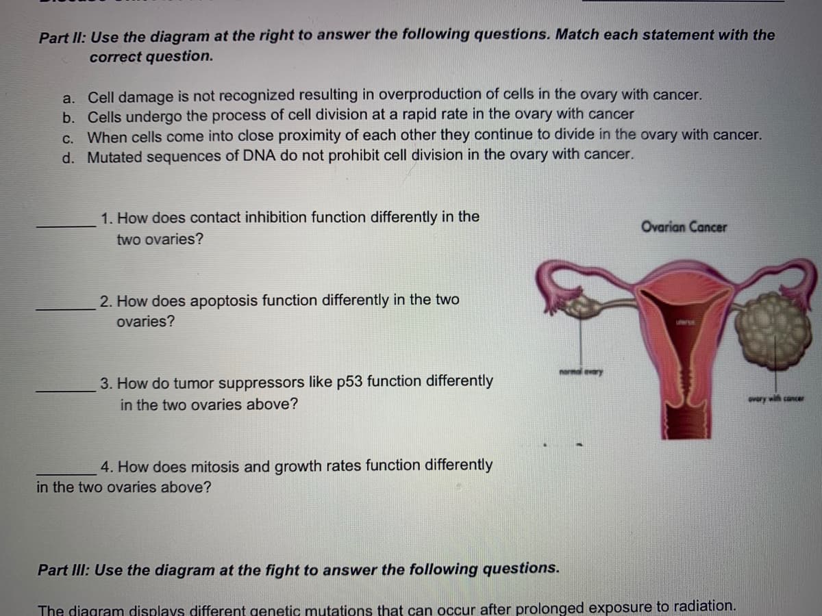 Part II: Use the diagram at the right to answer the following questions. Match each statement with the
correct question.
a. Cell damage is not recognized resulting in overproduction of cells in the ovary with cancer.
b. Cells undergo the process of cell division at a rapid rate in the ovary with cancer
c. When cells come into close proximity of each other they continue to divide in the ovary with cancer.
d. Mutated sequences of DNA do not prohibit cell division in the ovary with cancer.
1. How does contact inhibition function differently in the
Ovarian Cancer
two ovaries?
2. How does apoptosis function differently in the two
ovaries?
uer
normal evary
3. How do tumor suppressors like p53 function differently
in the two ovaries above?
overy with cancer
4. How does mitosis and growth rates function differently
in the two ovaries above?
Part III: Use the diagram at the fight to answer the following questions.
The diagram displays different genetic mutations that can occur after prolonged exposure to radiation.
