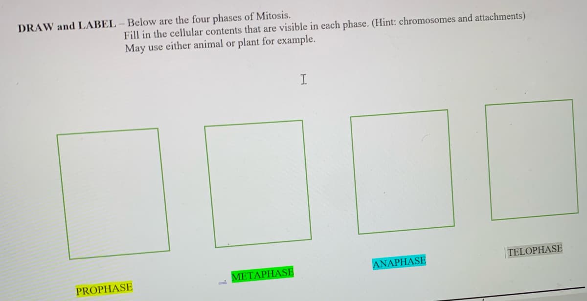 DRAW and LABEL - Below are the four phases of Mitosis.
Fill in the cellular contents that are visible in each phase. (Hint: chromosomes and attachments)
May use either animal or plant for example.
METAPHASE
ANAPHASE
TELOPHASE
PROPHASE

