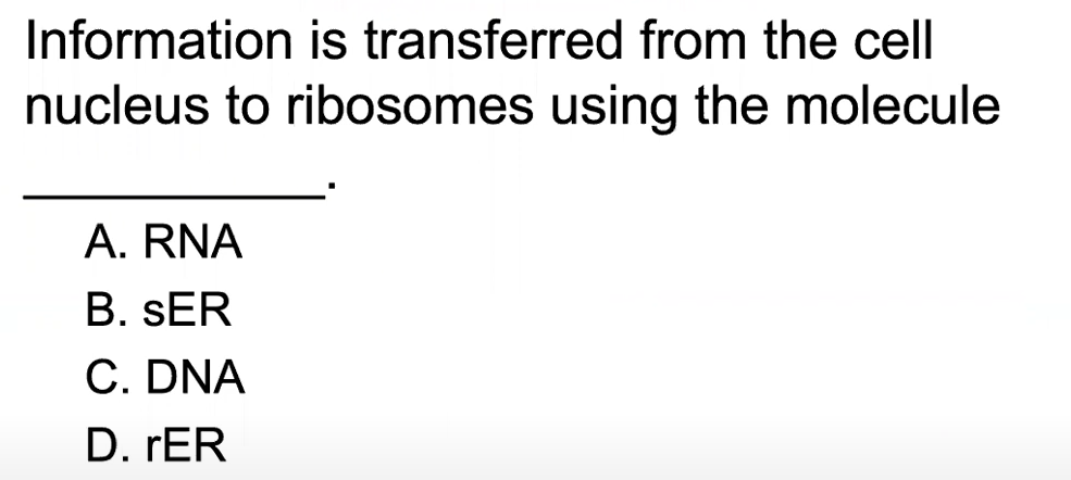 Information is transferred from the cell
nucleus to ribosomes using the molecule
A. RNA
B. SER
C. DNA
D. rER