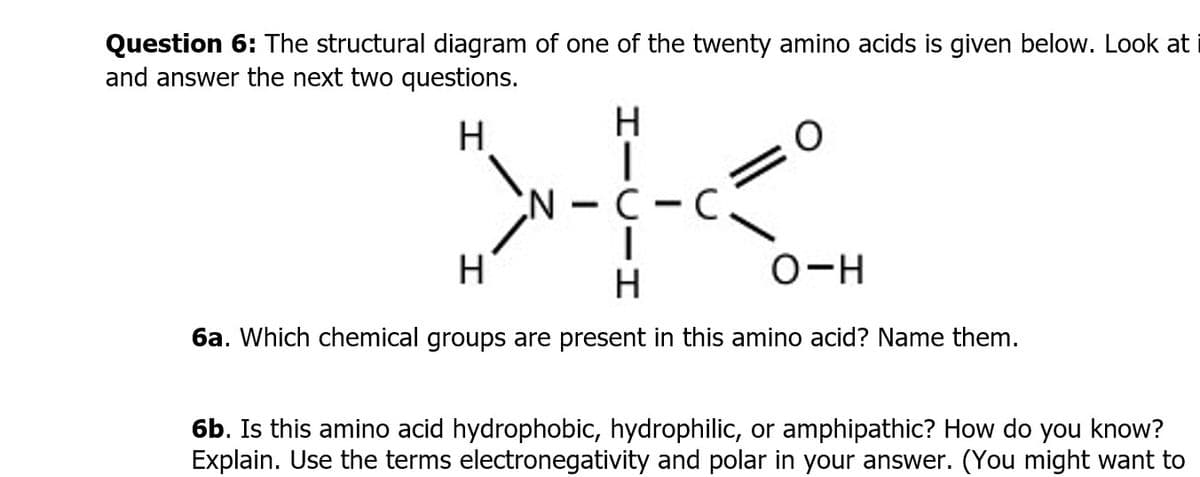 Question 6: The structural diagram of one of the twenty amino acids is given below. Look at
and answer the next two questions.
H
>--<
N-C-C
H
H
O-H
6a. Which chemical groups are present in this amino acid? Name them.
H
6b. Is this amino acid hydrophobic, hydrophilic, or amphipathic? How do you know?
Explain. Use the terms electronegativity and polar in your answer. (You might want to