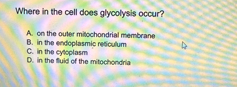 Where in the cell does glycolysis occur?
A. on the outer mitochondrial membrane
B. in the endoplasmic reticulum
C. in the cytoplasm
D. in the fluid of the mitochondria
