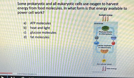 Some prokaryotic and all eukaryotic cells use oxygen to harvest
energy from food molecules. In what form is that energy available to
power cell work?
a)
b)
c) glucose molecules
d) fat molecules
ATP molecules
heat and light
P
Sunlight energy
ECOSYSTEM
Photosynthesis
in chloroplasts
Cellular respiration
in mitochondria
ATP
(for cellular work)
ww
www
Heat energy