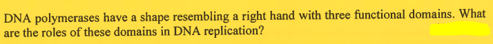 DNA polymerases have a shape resembling a right hand with three functional domains. What
are the roles of these domains in DNA replication?