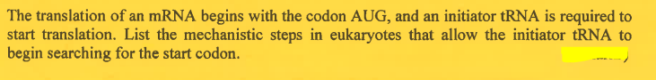 The translation of an mRNA begins with the codon AUG, and an initiator tRNA is required to
start translation. List the mechanistic steps in eukaryotes that allow the initiator tRNA to
begin searching for the start codon.