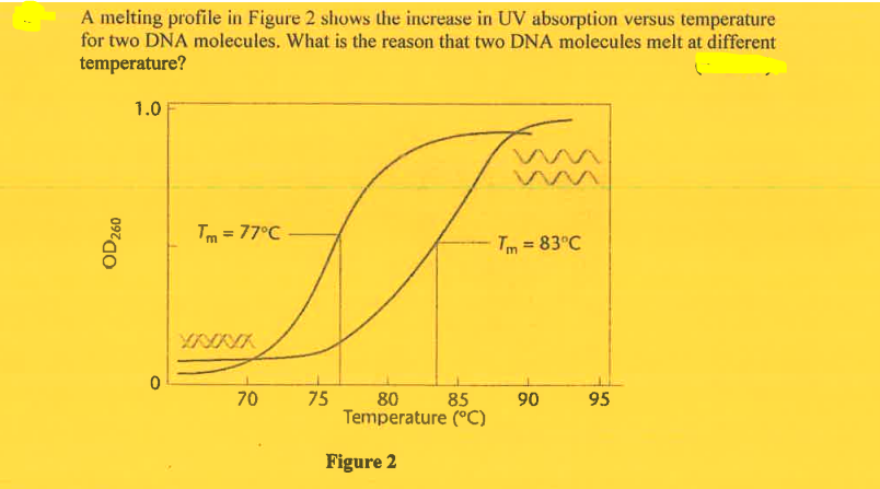 A melting profile in Figure 2 shows the increase in UV absorption versus temperature
for two DNA molecules. What is the reason that two DNA molecules melt at different
temperature?
1.0
m
Tm = 77°C
OD 260
0
YANK
70
75
85
80
Temperature (°C)
Figure 2
Tm = 83°C
90
95