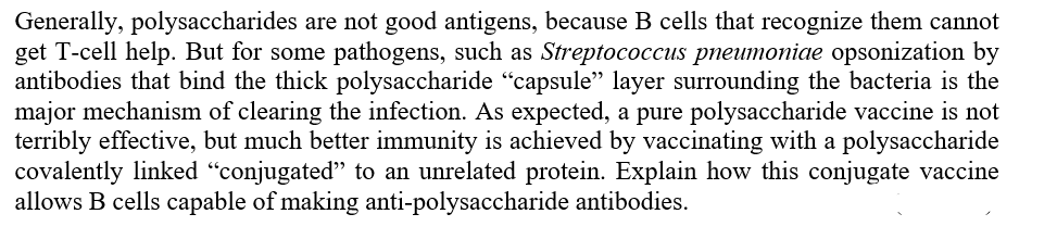 Generally, polysaccharides are not good antigens, because B cells that recognize them cannot
get T-cell help. But for some pathogens, such as Streptococcus pneumoniae opsonization by
antibodies that bind the thick polysaccharide "capsule" layer surrounding the bacteria is the
major mechanism of clearing the infection. As expected, a pure polysaccharide vaccine is not
terribly effective, but much better immunity is achieved by vaccinating with a polysaccharide
covalently linked "conjugated" to an unrelated protein. Explain how this conjugate vaccine
allows B cells capable of making anti-polysaccharide antibodies.
