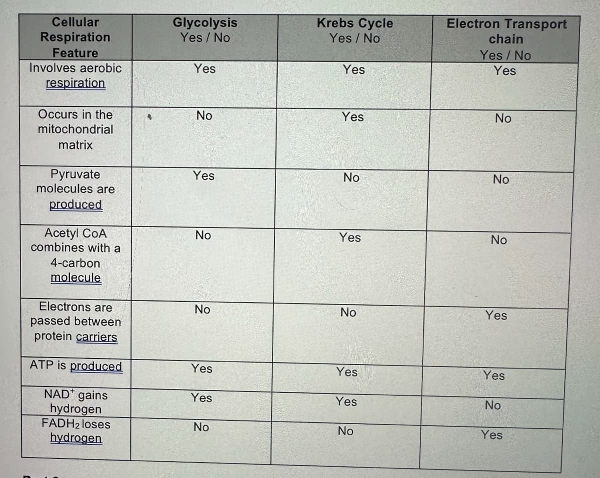 Cellular
Respiration
Feature
Involves aerobic
respiration
Glycolysis
Yes/No
Krebs Cycle
Yes/No
Yes
Yes
Electron Transport
chain
Yes/No
Yes
Occurs in the
No
Yes
No
mitochondrial
matrix
Pyruvate
Yes
No
No
molecules are
produced
Acetyl CoA
No
Yes
No
combines with a
4-carbon
molecule
Electrons are
No
No
Yes
passed between
protein carriers
ATP is produced
Yes
Yes
Yes
NAD gains
Yes
Yes
No
hydrogen
FADH2 loses
No
No
Yes
hydrogen