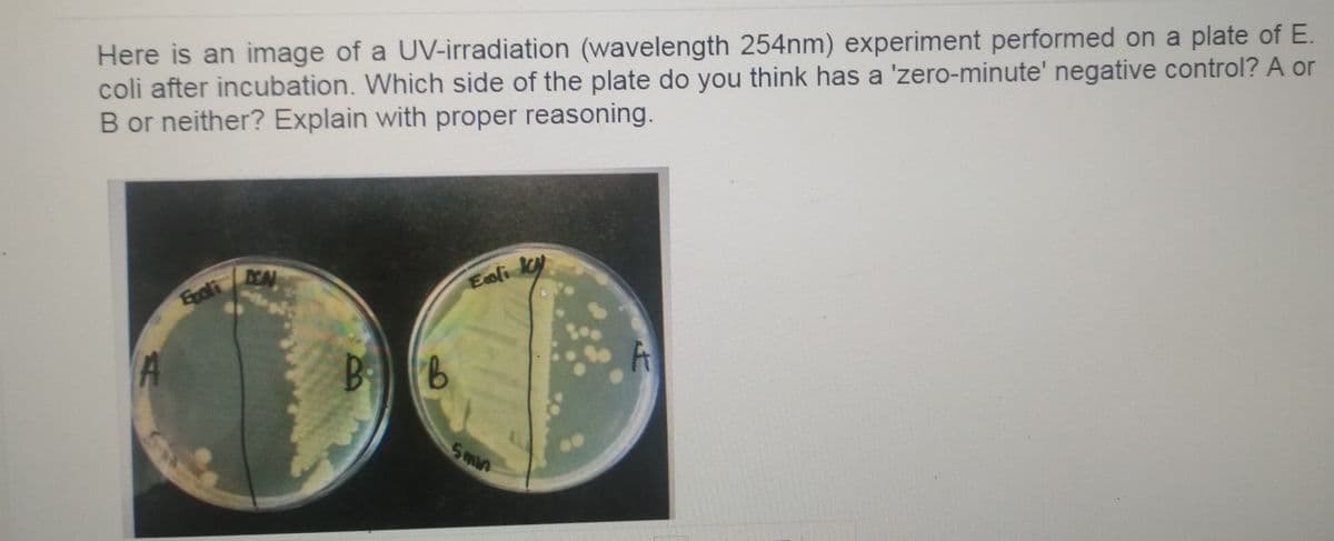 Here is an image of a UV-irradiation (wavelength 254nm) experiment performed on a plate of E.
coli after incubation. Which side of the plate do you think has a 'zero-minute' negative control? A or
B or neither? Explain with proper reasoning.
Egli
Eoli ky
9.
