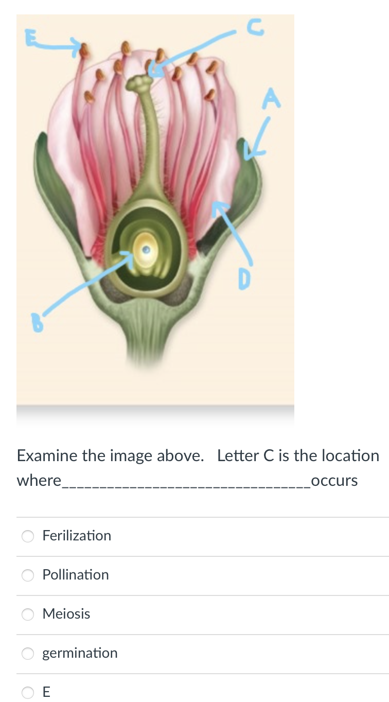 A
Examine the image above. Letter C is the location
where
occurs
Ferilization
Pollination
Meiosis
germination
E
