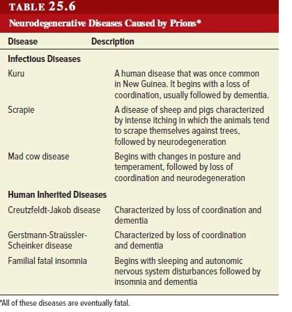 TABLE 25.6
Neurodegenerative Diseases Caused by Prions*
Disease
Description
Infectious Diseases
Kuru
A human disease that was once common
in New Guinea. It begins with a loss of
coordination, usually followed by dementia.
Scrapie
A disease of sheep and pigs characterized
by intense itching in which the animals tend
to scrape themselves against trees,
followed by neurodegeneration
Mad cow disease
Begins with changes in posture and
temperament, followed by loss of
coordination and neurodegeneration
Human Inherlted Dlseases
Creutzfeldt-Jakob disease Characterized by loss of coordination and
dementia
Gerstmann-Straüssler-
Scheinker disease
Characterized by loss of coordination
and dementia
Familial fatal insomnia
Begins with sleeping and autonomic
nervous system disturbances followed by
insomnia and dementia
"All of these diseases are eventually fatal.
