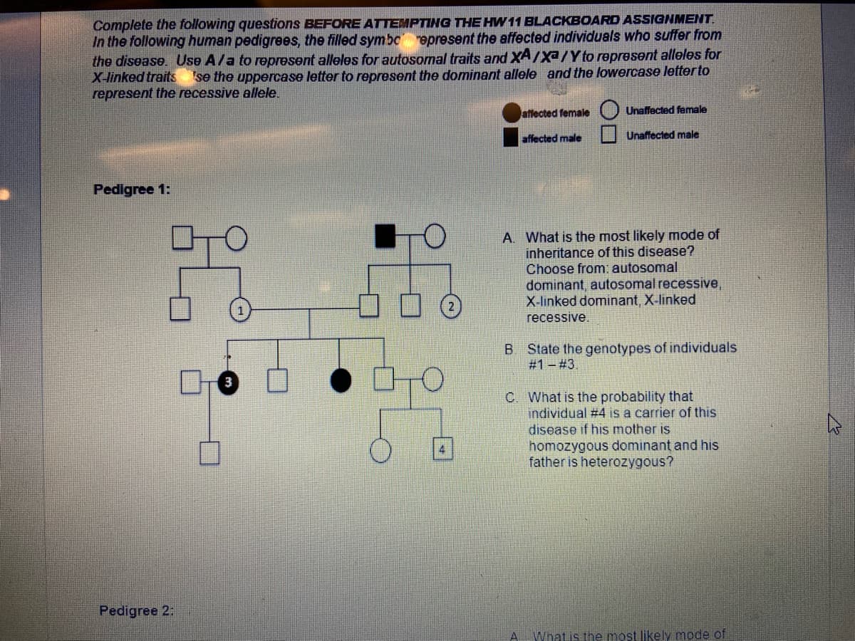 Complete the following questions BEFORE ATTEMPTING THE HW 11 BLACKBOARD ASSIGNMENT.
In the following human pedigrees, the filled symbc epresent the affected individuals who suffer from
the disease. Use A/a to represent alleles for autosomal traits and XA/Xa/Y to represent alleles for
X-linked traits se the uppercase letter to represent the dominant allele and the lowercase letterto
represent the recessive allele.
atlected female O Unaffected female
affected male
Unaffected male
Pedigree 1:
A. What is the most likely mode of
inheritance of this disease?
Choose from: autosomal
dominant, autosomal recessive,
X-linked dominant, X-linked
recessive.
B State the genotypes of individuals
#1 - #3.
C. What is the probability that
individual #4 is a carrier of this
disease if his mother is
homozygous dominant and his
father is heterozygous?
Pedigree 2
What is the most liely mode of
