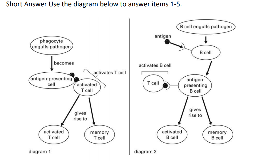 Short Answer Use the diagram below to answer items 1-5.
B cell engulfs pathogen
antigen
phagocyte
engulfs pathogen
B cell
becomes
activates B cell
activates T cell
antigen-presenting
cell
antigen-
presenting
B cell
T cell
activated
T cell
gives
rise to
gives
rise to
activated
memory
activated
memory
T cell
T cell
B cell
B cell
diagram 1
diagram 2
